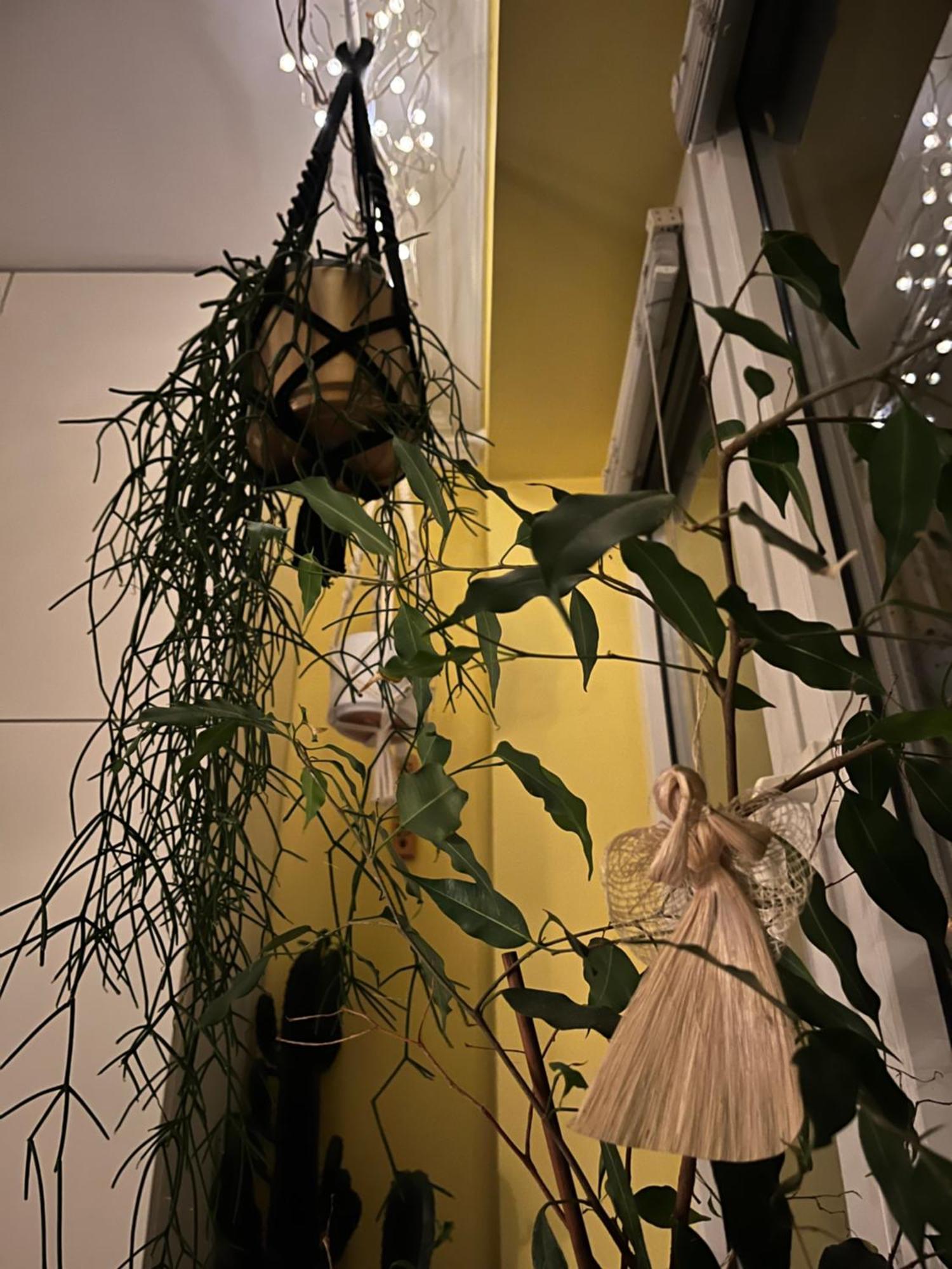Greenthumb Praska Cracovie Extérieur photo